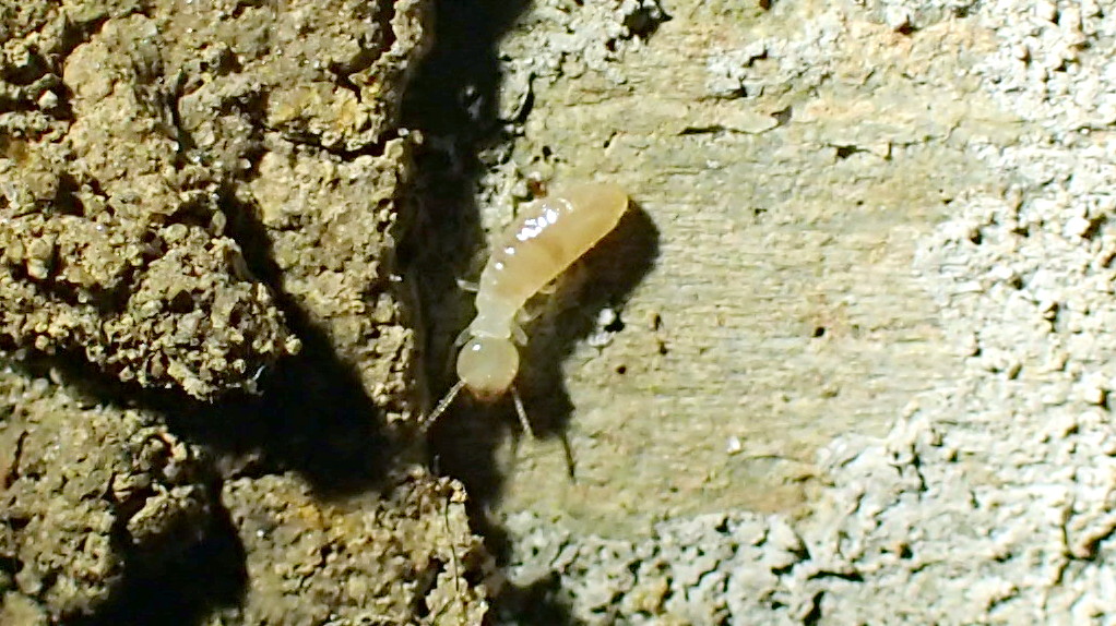 Termite Worker